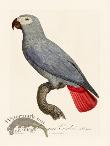 Barraband Parrot 100